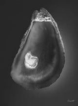 Oyster I