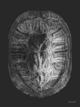 Turtle Shell I