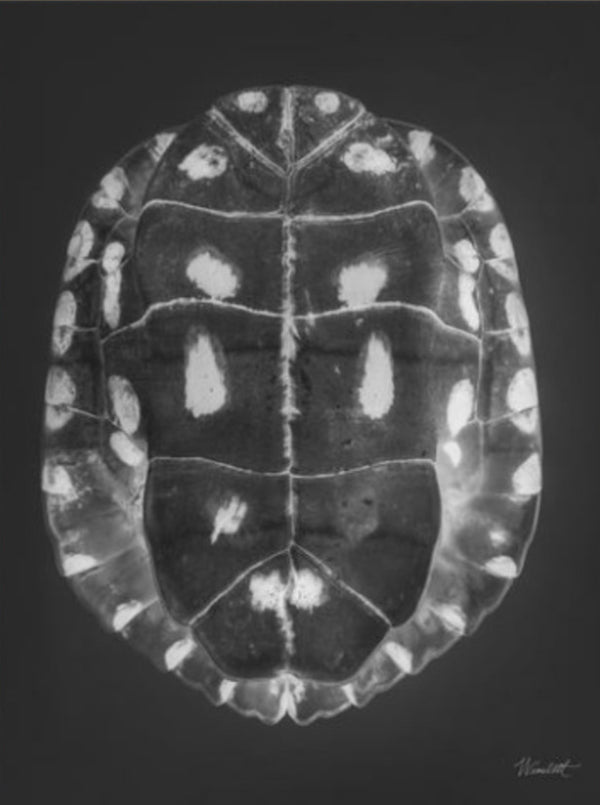 Turtle Shell II